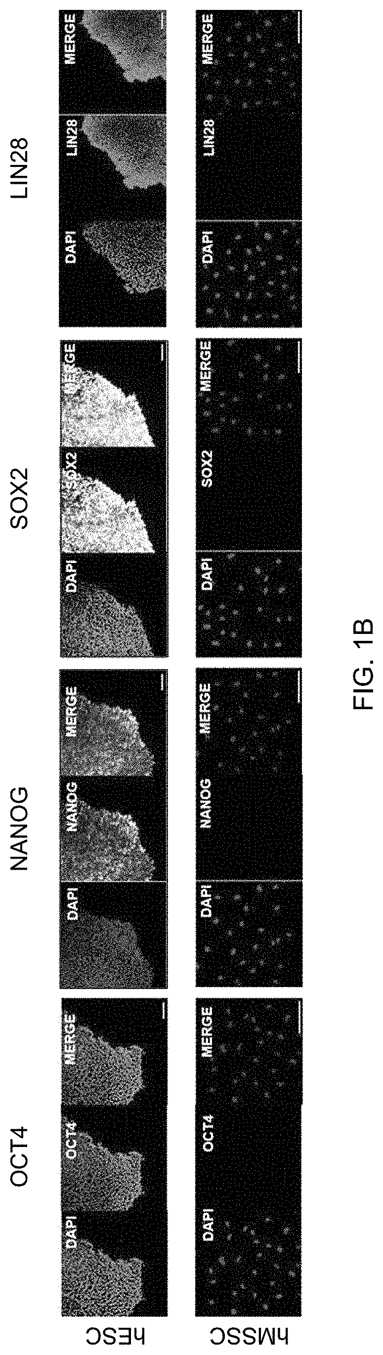 Musculoskeletal stem cell