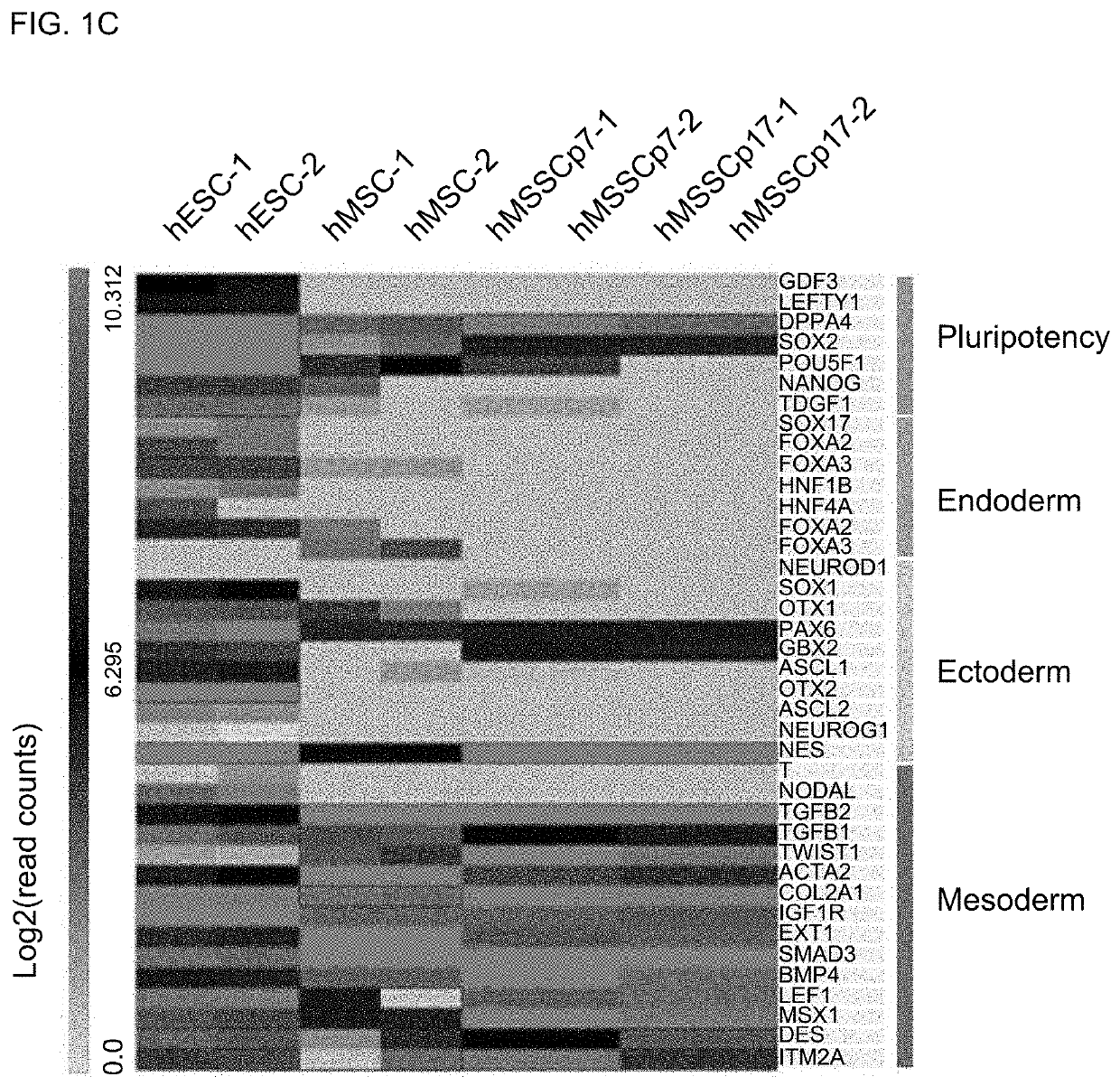 Musculoskeletal stem cell