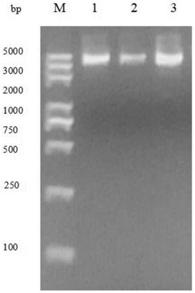 RNA vaccine for porcine epidemic diarrhea and construction method thereof