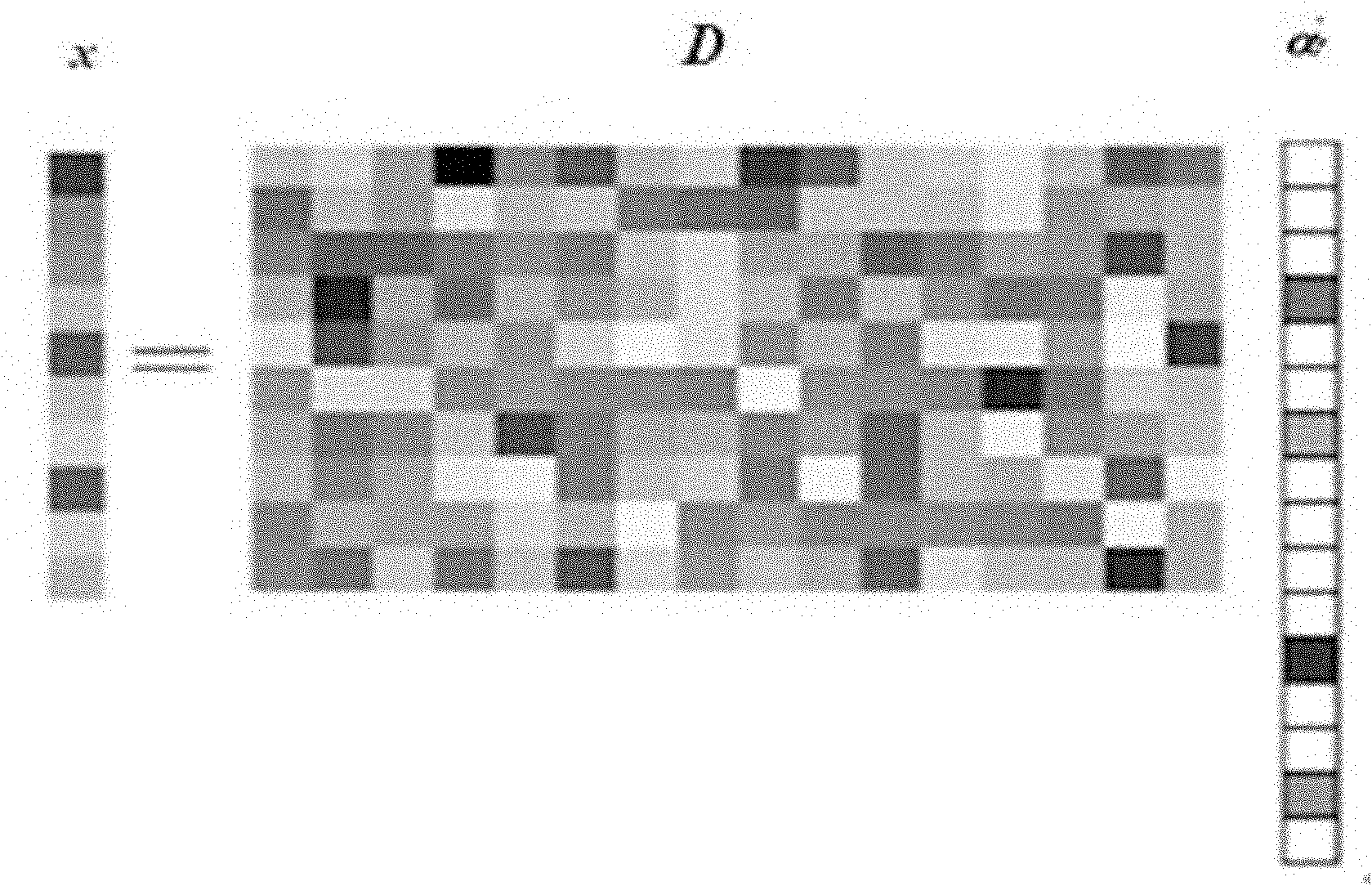 Near infrared human face image identification method based on wavelet theory and sparse representation theory