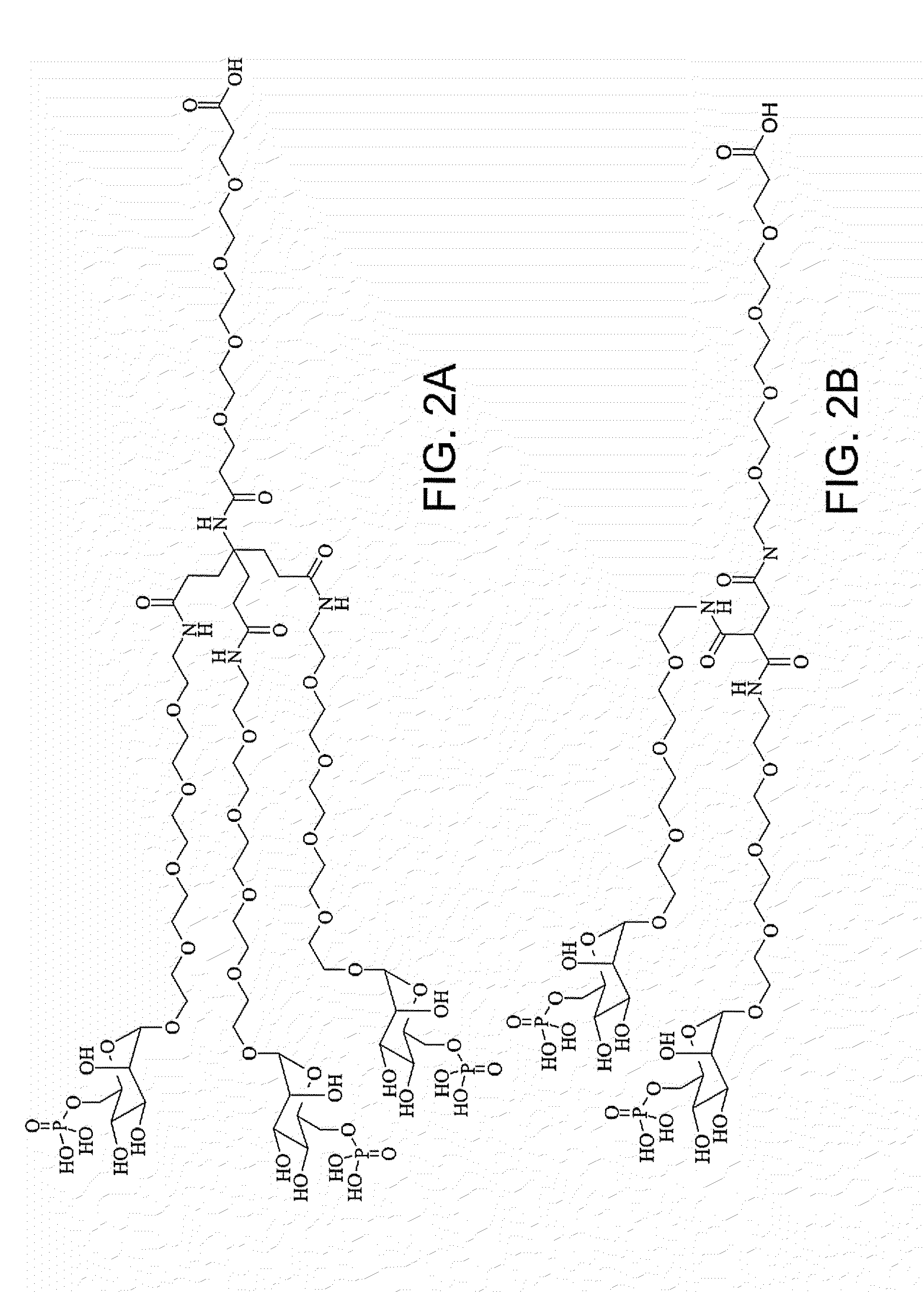 Saccharide-containing protein conjugates and uses thereof