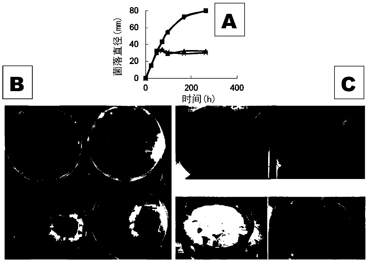 Biological antifugal liquid preparation with microorganism pythium oligandrum and method of production