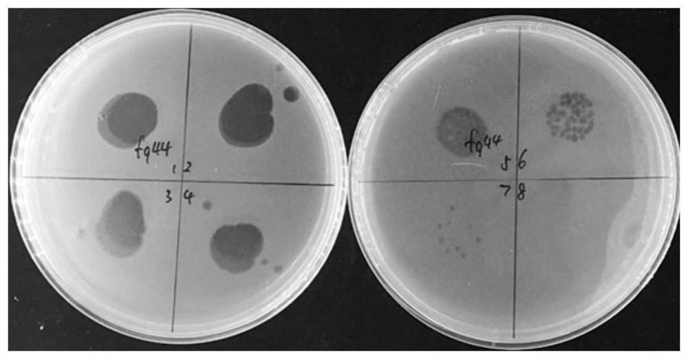 Lysing bacteriophage and application thereof in prevention and control of tobacco soil-borne bacterial wilt