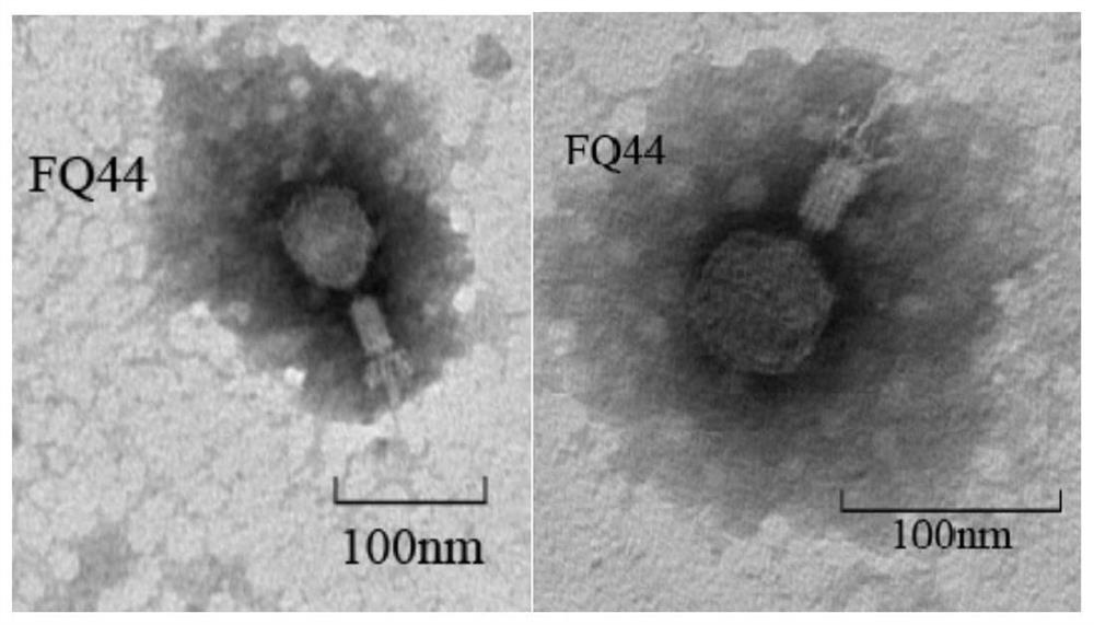 Lysing bacteriophage and application thereof in prevention and control of tobacco soil-borne bacterial wilt