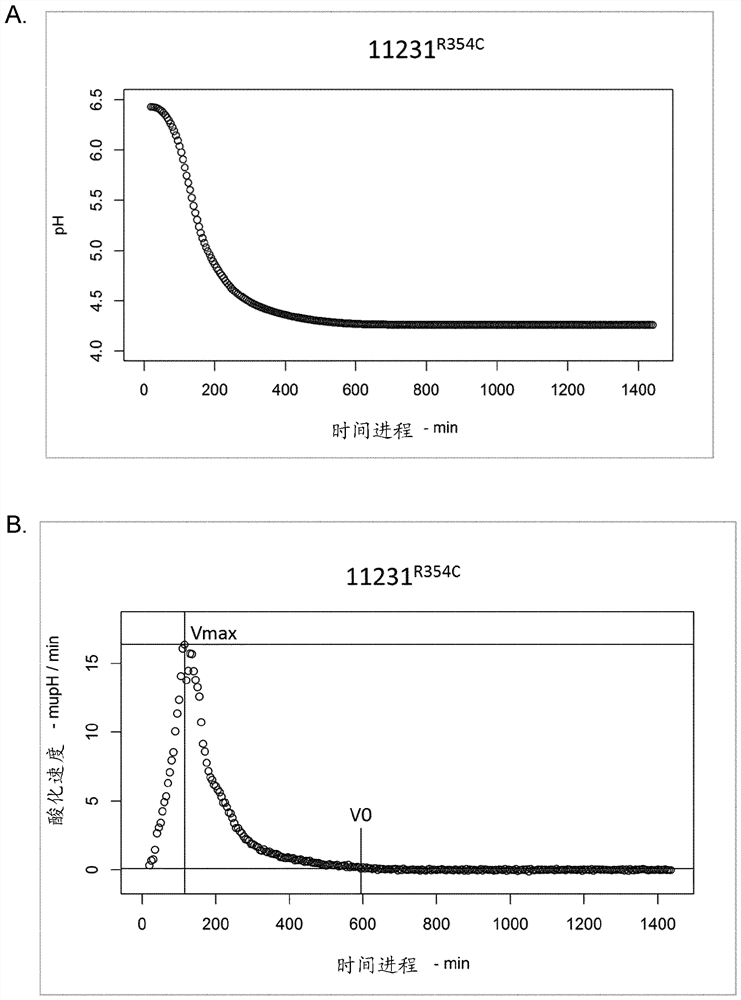 New lactic acid bacteria