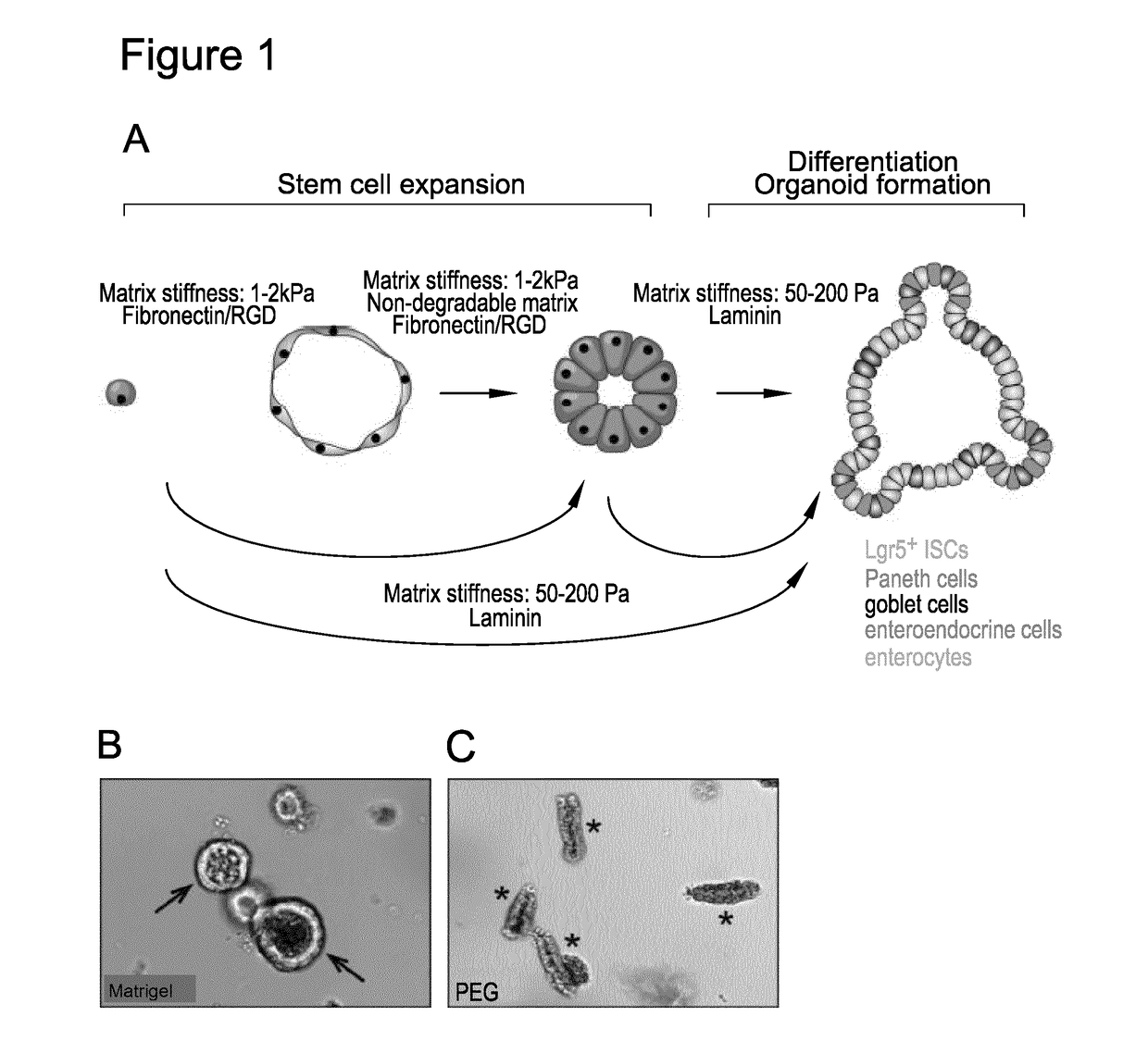 Three dimensional hydrogels for culturing organoids