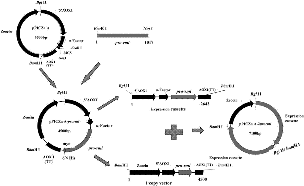 Recombinant pichia pastoris for heterogenous efficient expression of lipase and application of recombinant pichia pastoris