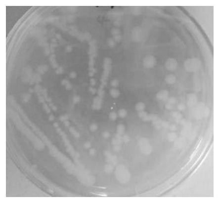 A strain of Enterobacter chengdu producing nicotinamide mononucleotide and its application