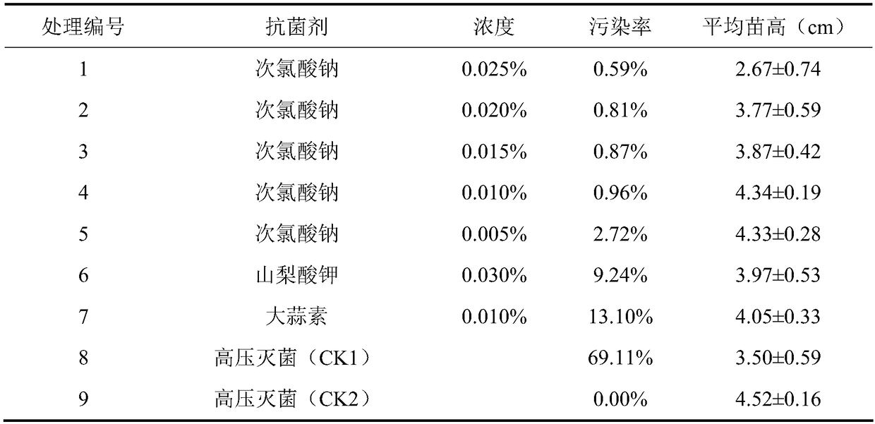 Open tissue culture method for Huangzhou radish