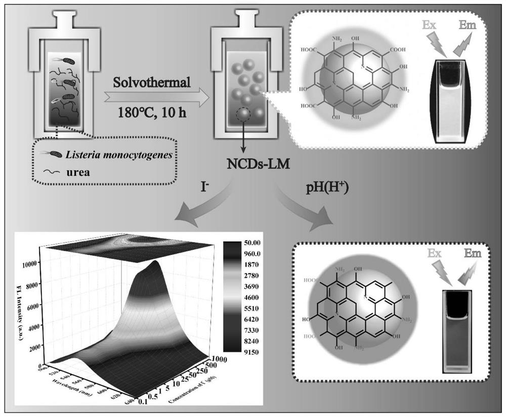 Preparation method and application of nitrogen-doped carbon dots based on listeria monocytogenes source