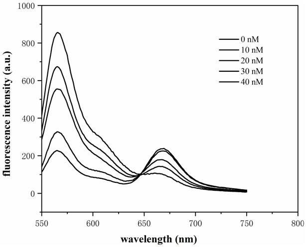 Preparation of a DNA quadrangular pyramid for visual detection of tumor-associated mRNAs in living cells