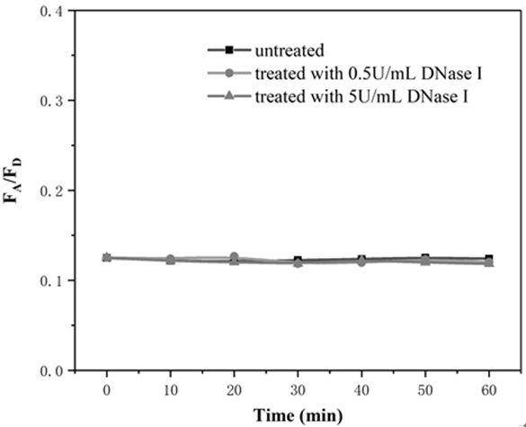 Preparation of a DNA quadrangular pyramid for visual detection of tumor-associated mRNAs in living cells