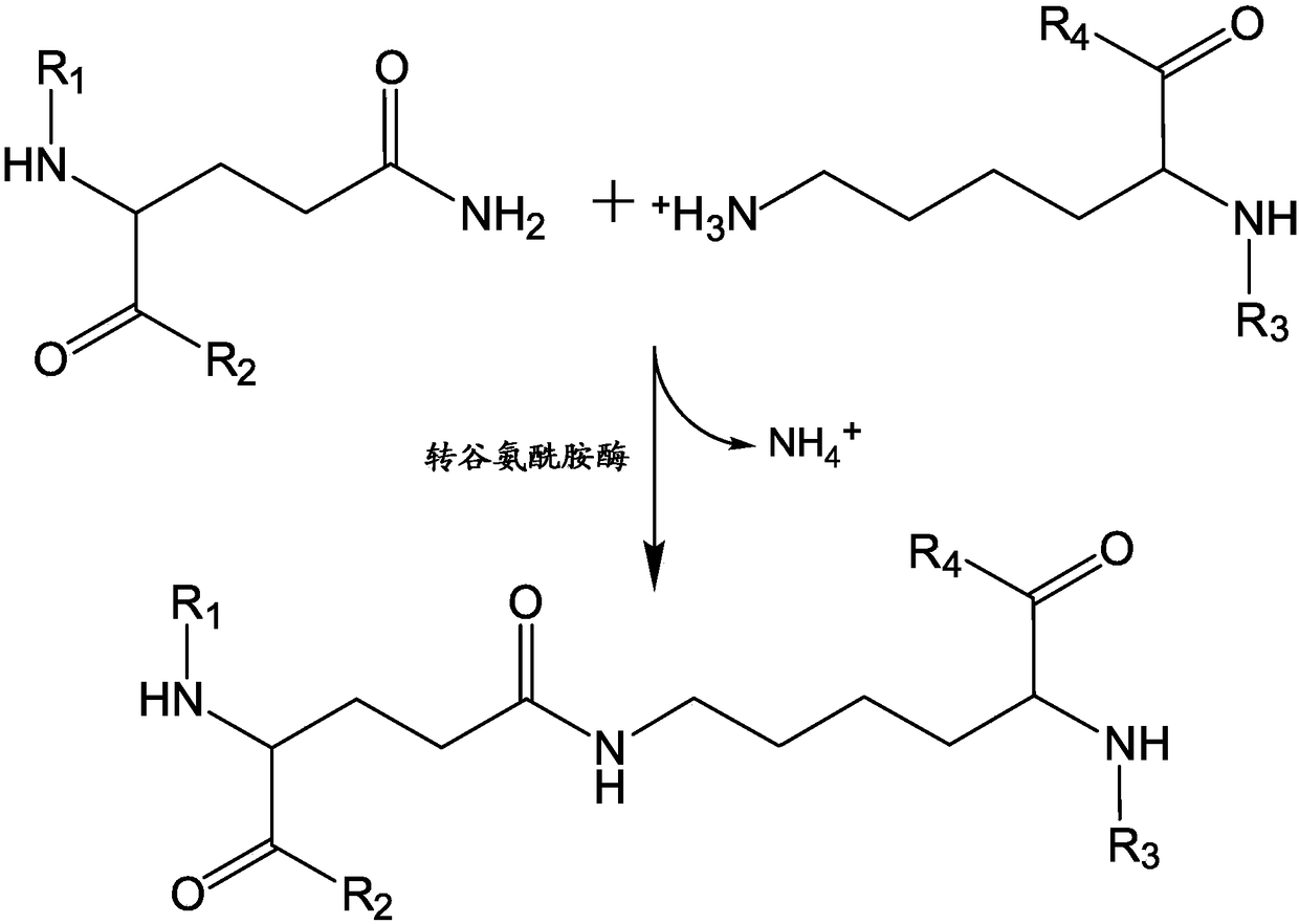 C-terminal lysine conjugated immunoglobulins