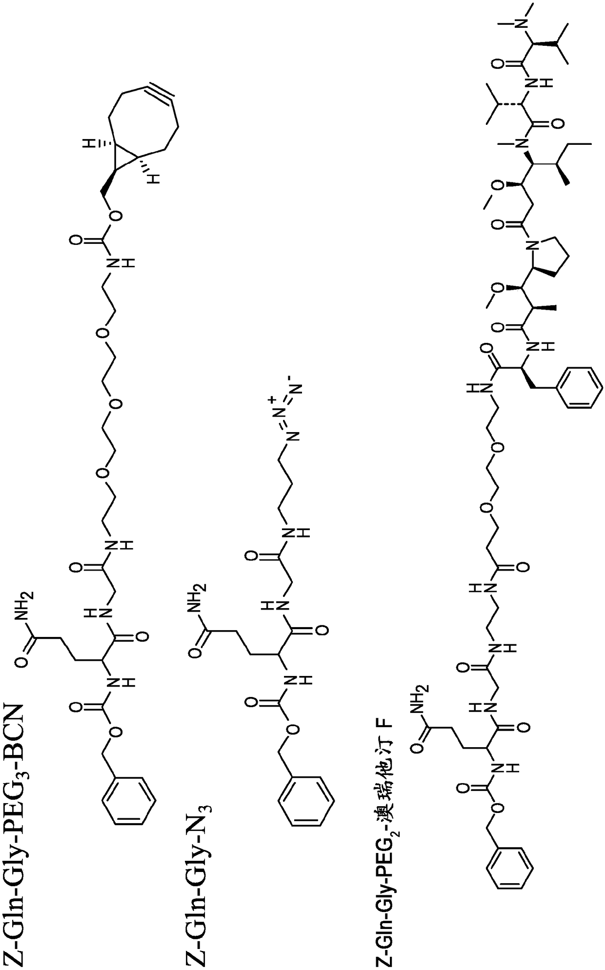 C-terminal lysine conjugated immunoglobulins