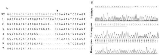 Application of abc transporter as a target in pest control