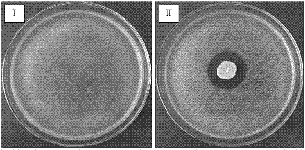 Phytopathogen antagonistic bacterium and its application in plant disease control