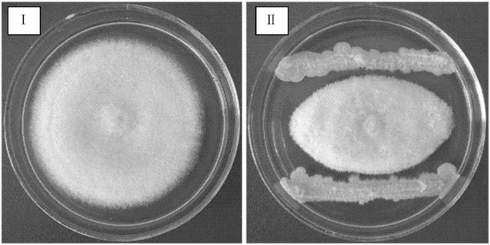 Phytopathogen antagonistic bacterium and its application in plant disease control