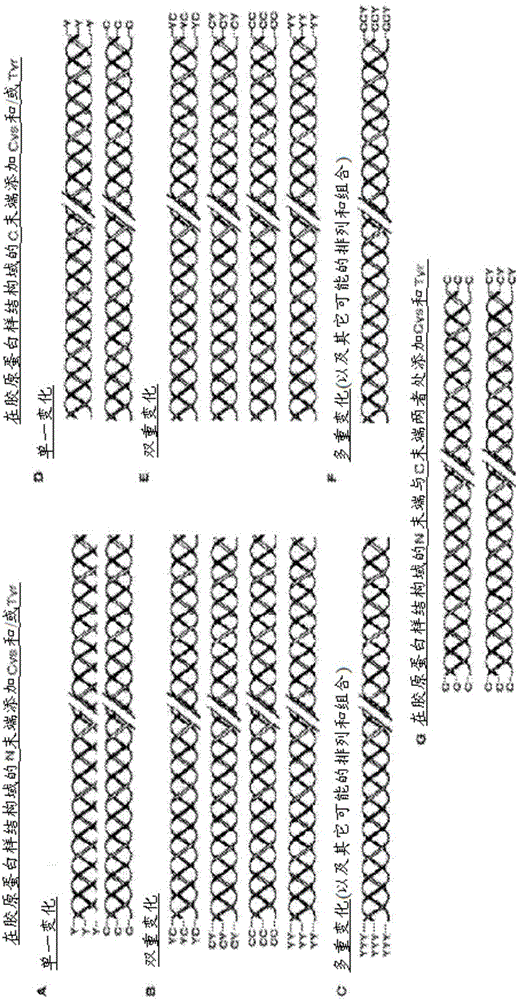 Modified bacterial collagen-like proteins