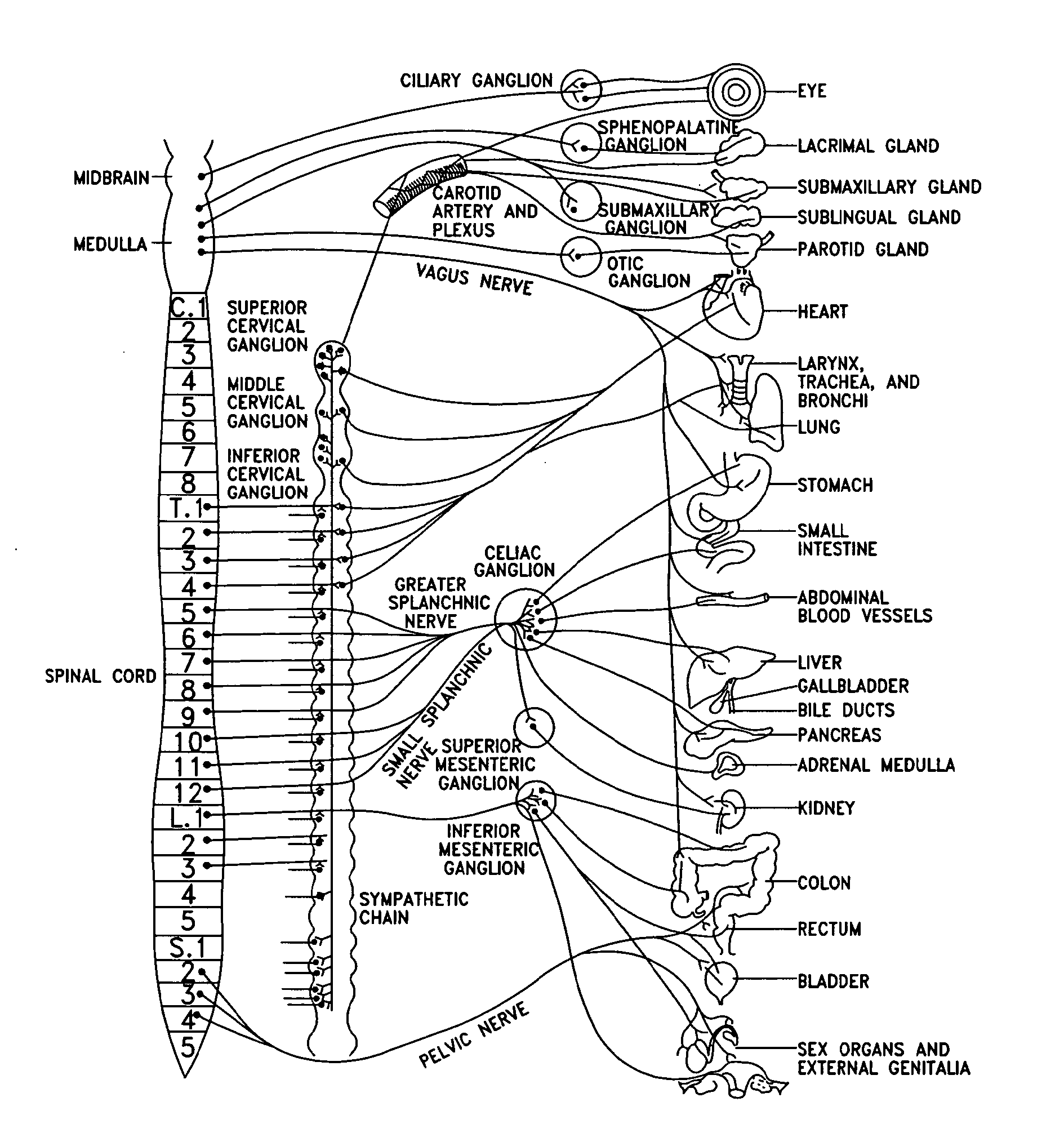 Nerve Stimulation For Treatment of Obesity, Metabolic Syndrome, and Type 2 Diabetes