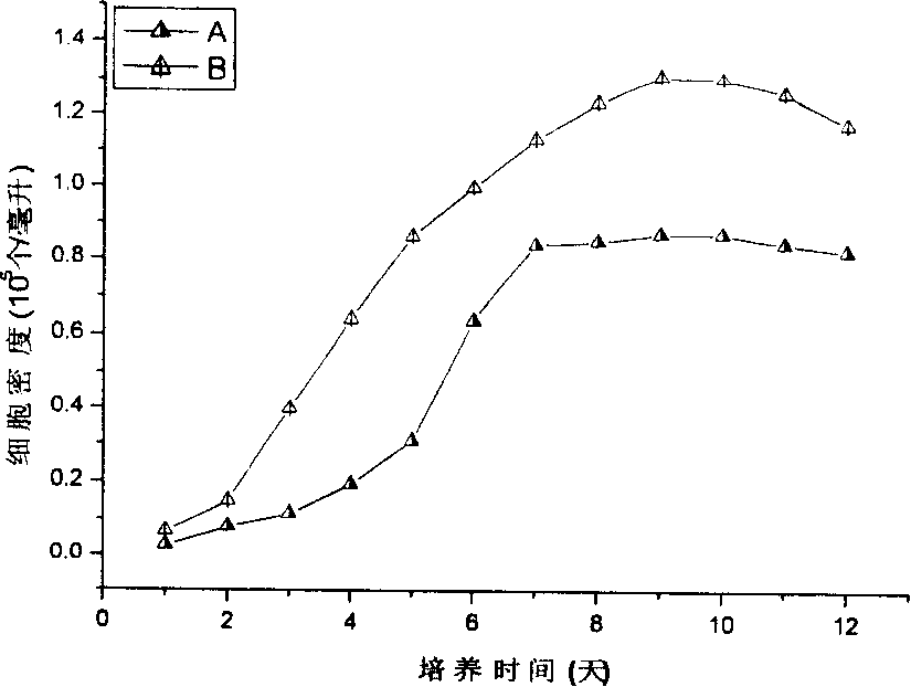 Traingular brown algae open culture method and its special culture meidum