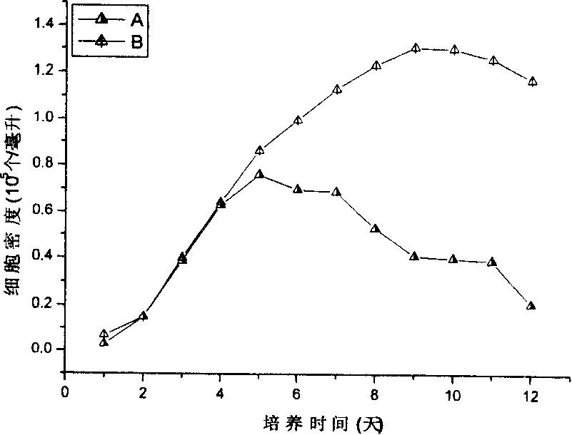 Traingular brown algae open culture method and its special culture meidum