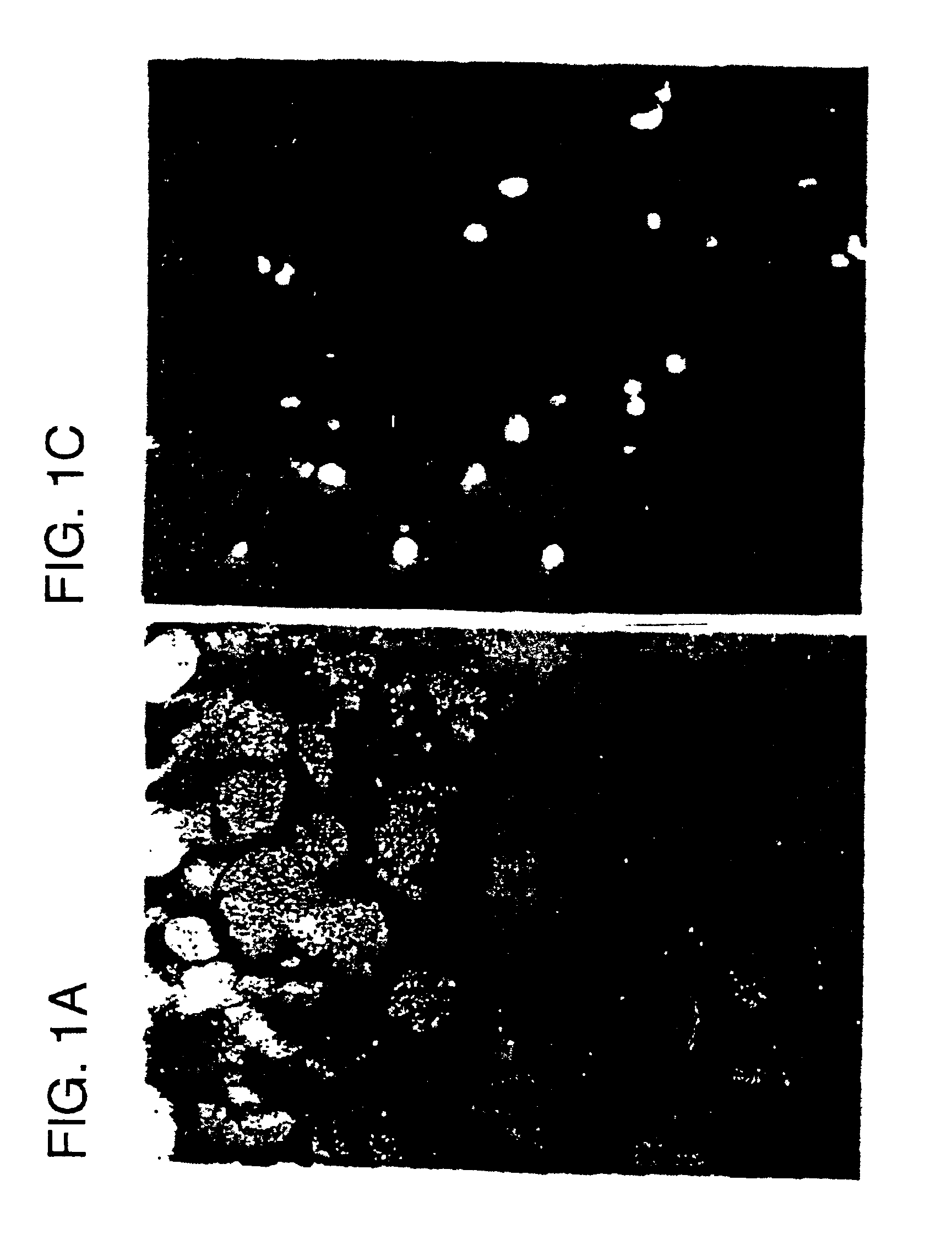 Therapeutic use of cis-element decoys in vivo