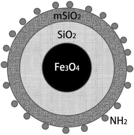 Preparation and application of amino-modified fe3o4@sio2@msio2 composite particles with mesoporous structure