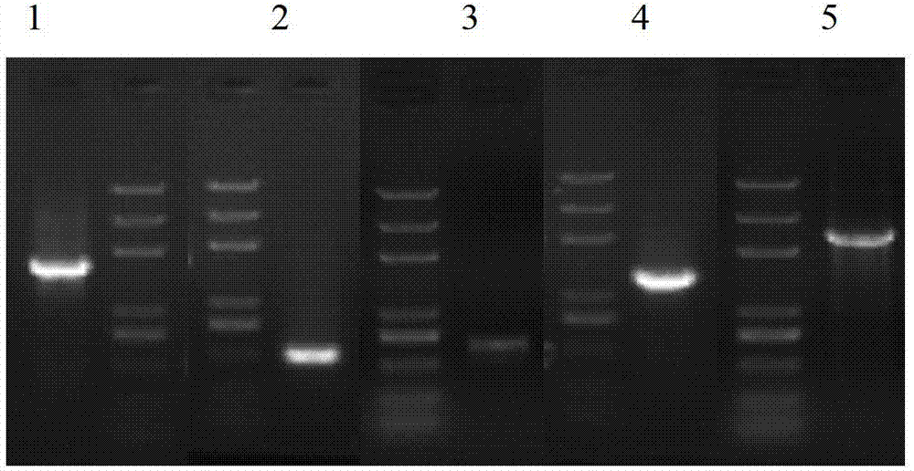 Hansenula polymorpha expression system, hansenula polymorpha construction method and application of hansenula polymorpha