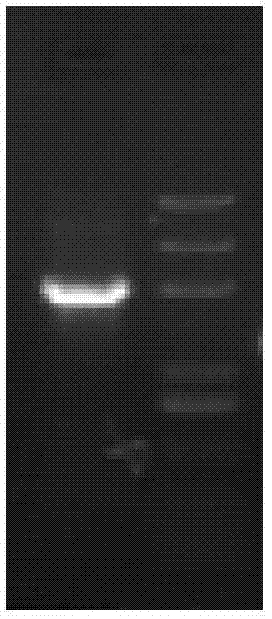 Hansenula polymorpha expression system, hansenula polymorpha construction method and application of hansenula polymorpha