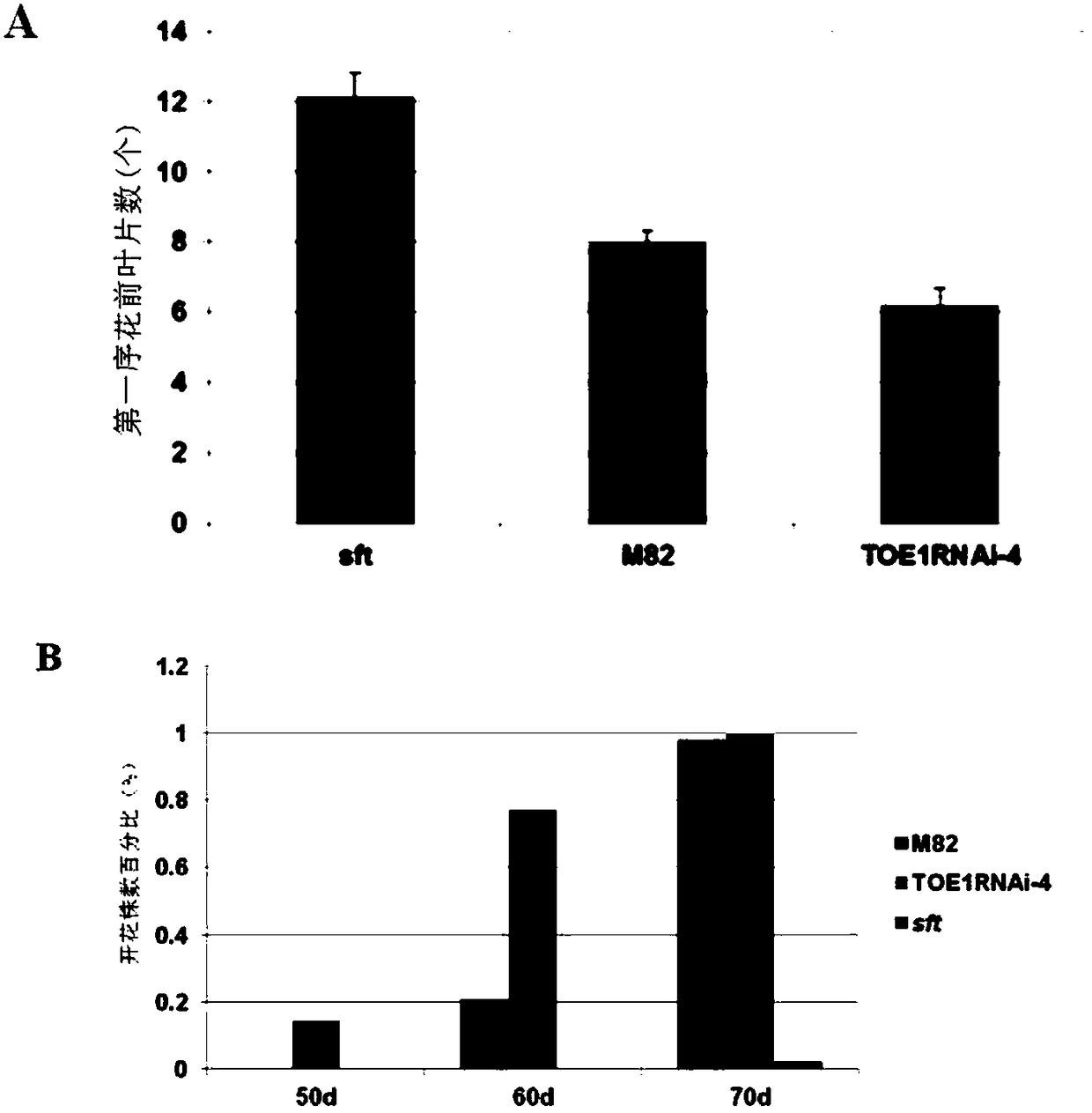 Application of SlTOE 1 gene in regulating and controlling flowering time and yield of tomatoes