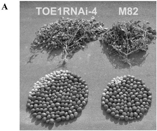 Application of SlTOE 1 gene in regulating and controlling flowering time and yield of tomatoes