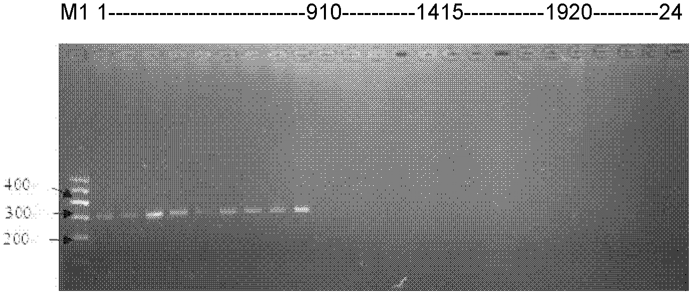 SCAR marker of tetranychus truncates ehara, specific PCR detection method and kit of tetranychus truncates ehara