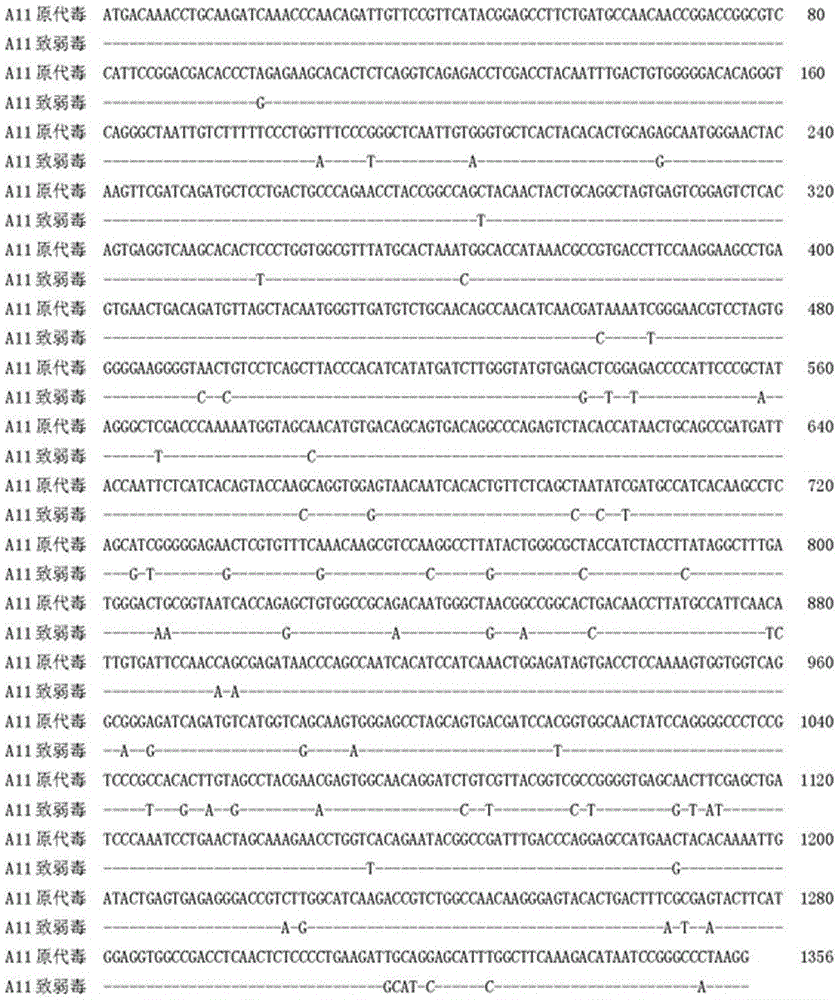 Infectious bursal disease virus strain A11 and application thereof