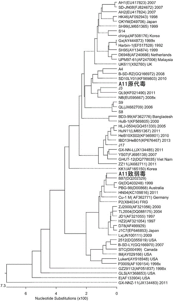 Infectious bursal disease virus strain A11 and application thereof