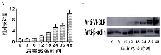 Pesticide for preventing and controlling cotton bollworms by nuclear polyhedrosis viruses as well as preparation method and application thereof