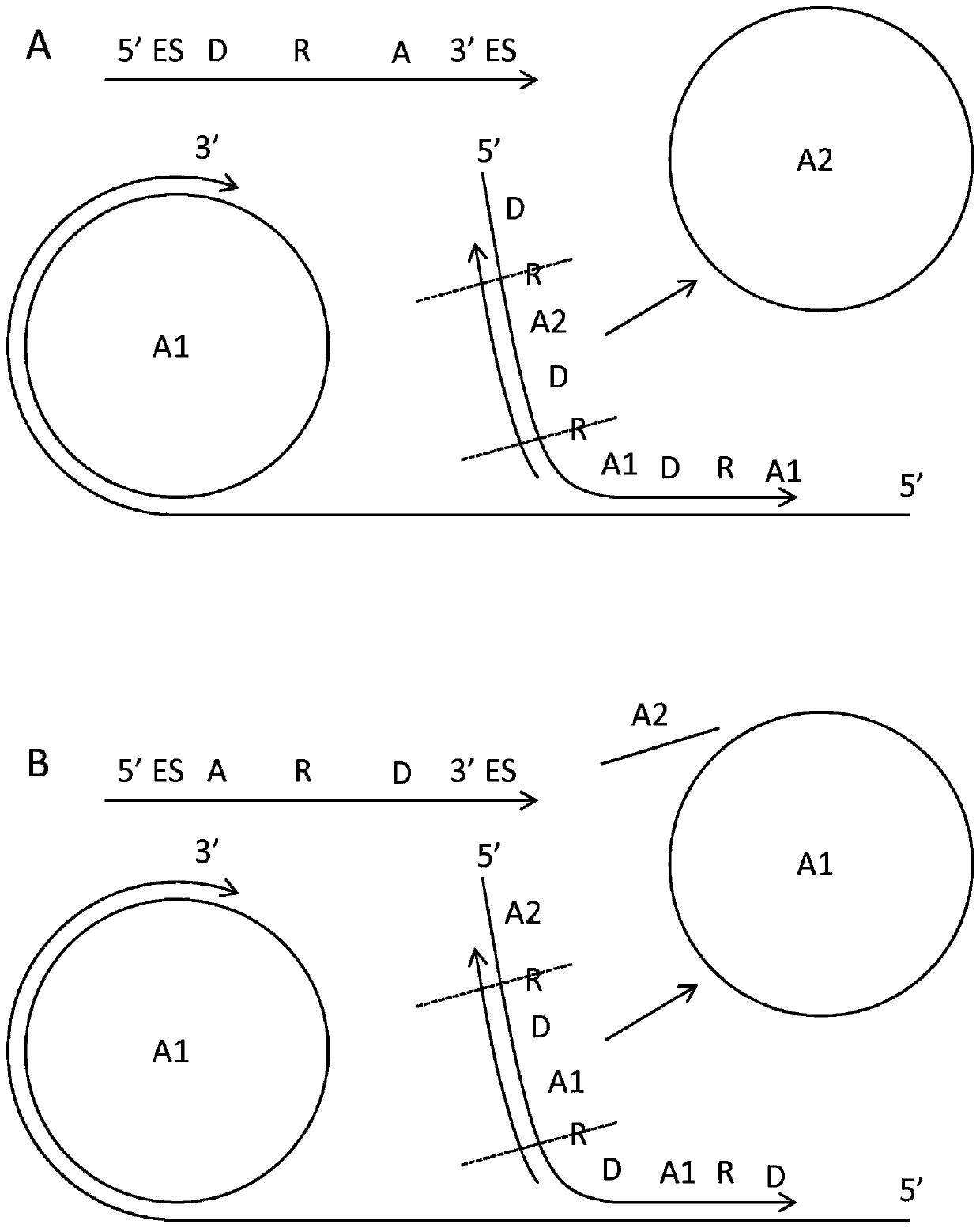 Padlock probe detection method