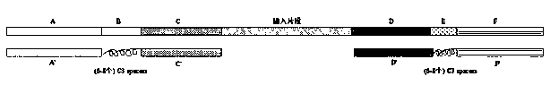 Application of bridge type oligonucleotides to library target region capturing