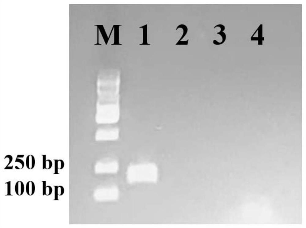 Primers and method for rapidly identifying and quantifying schizosaccharomyces pombe