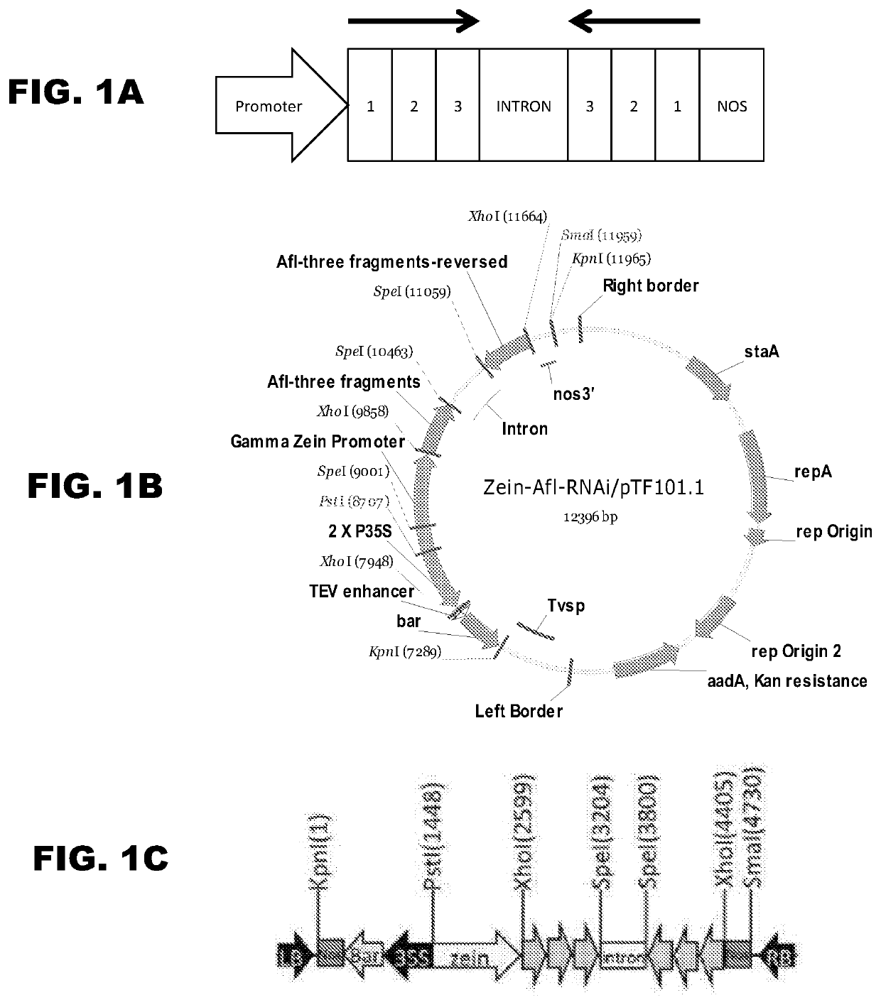 Transgenic plant species engineered to inhibit biosynthesis of <i>Aspergillus </i>aflatoxin