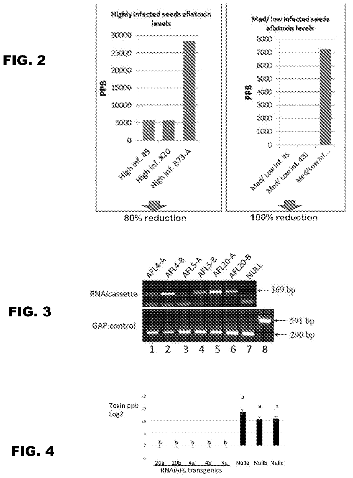 Transgenic plant species engineered to inhibit biosynthesis of <i>Aspergillus </i>aflatoxin