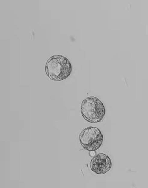 Preparation method of light mineral oil for embryo culture