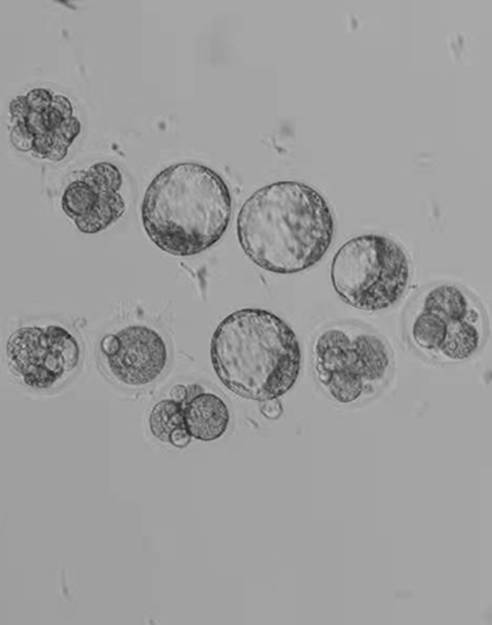 Preparation method of light mineral oil for embryo culture