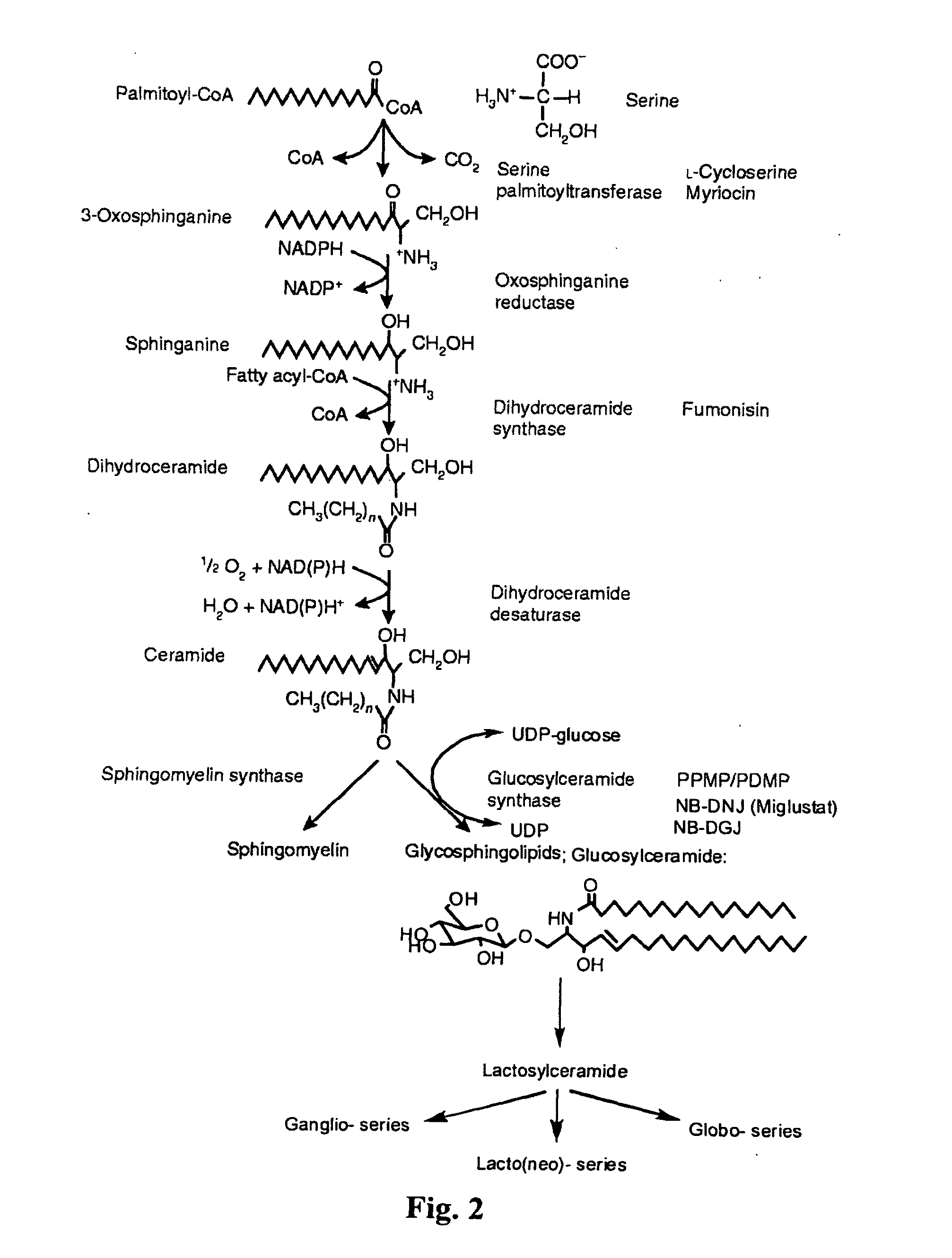 Substrate reduction therapy