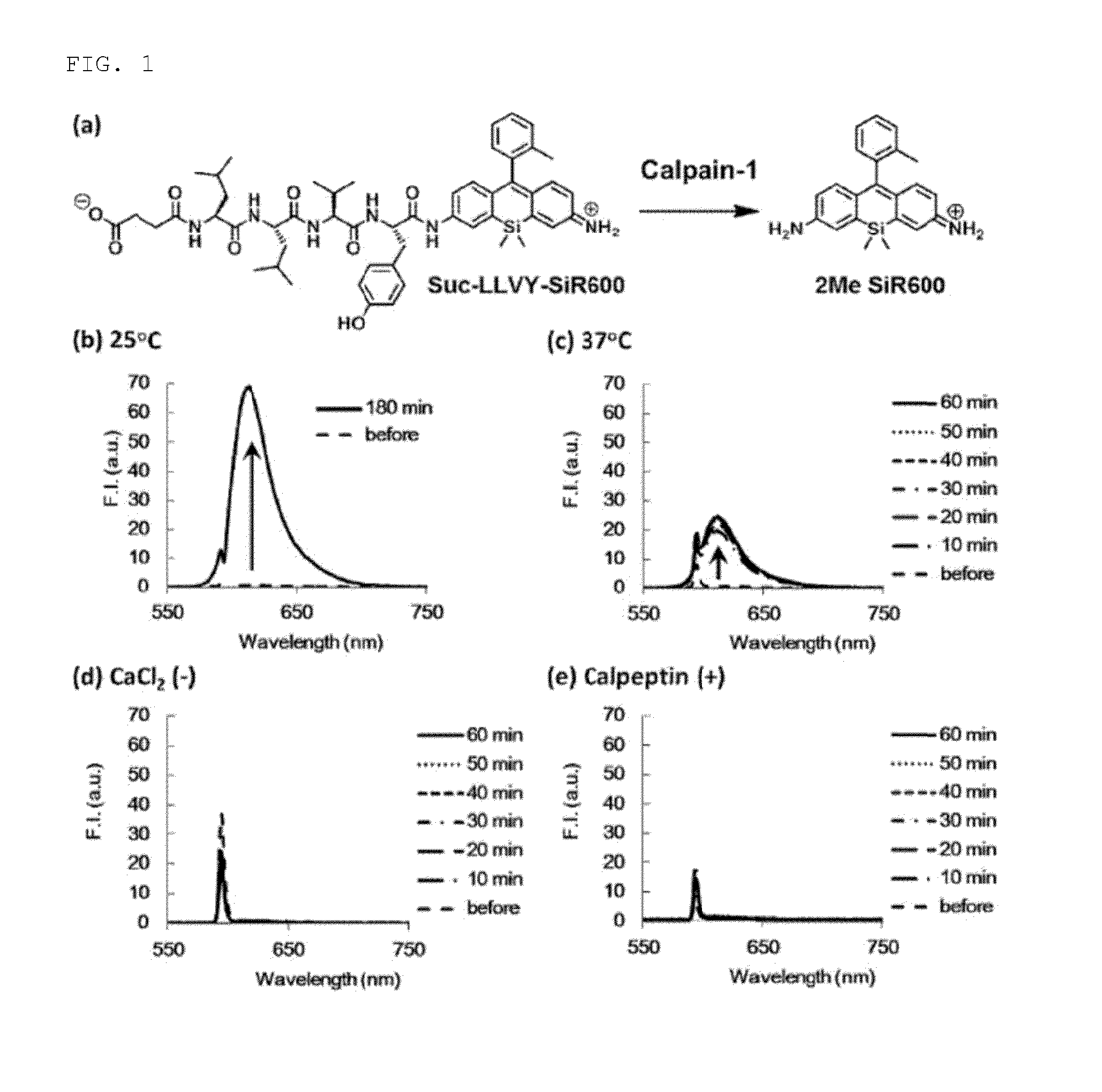 Fluorescent probe for detecting activity of calpain