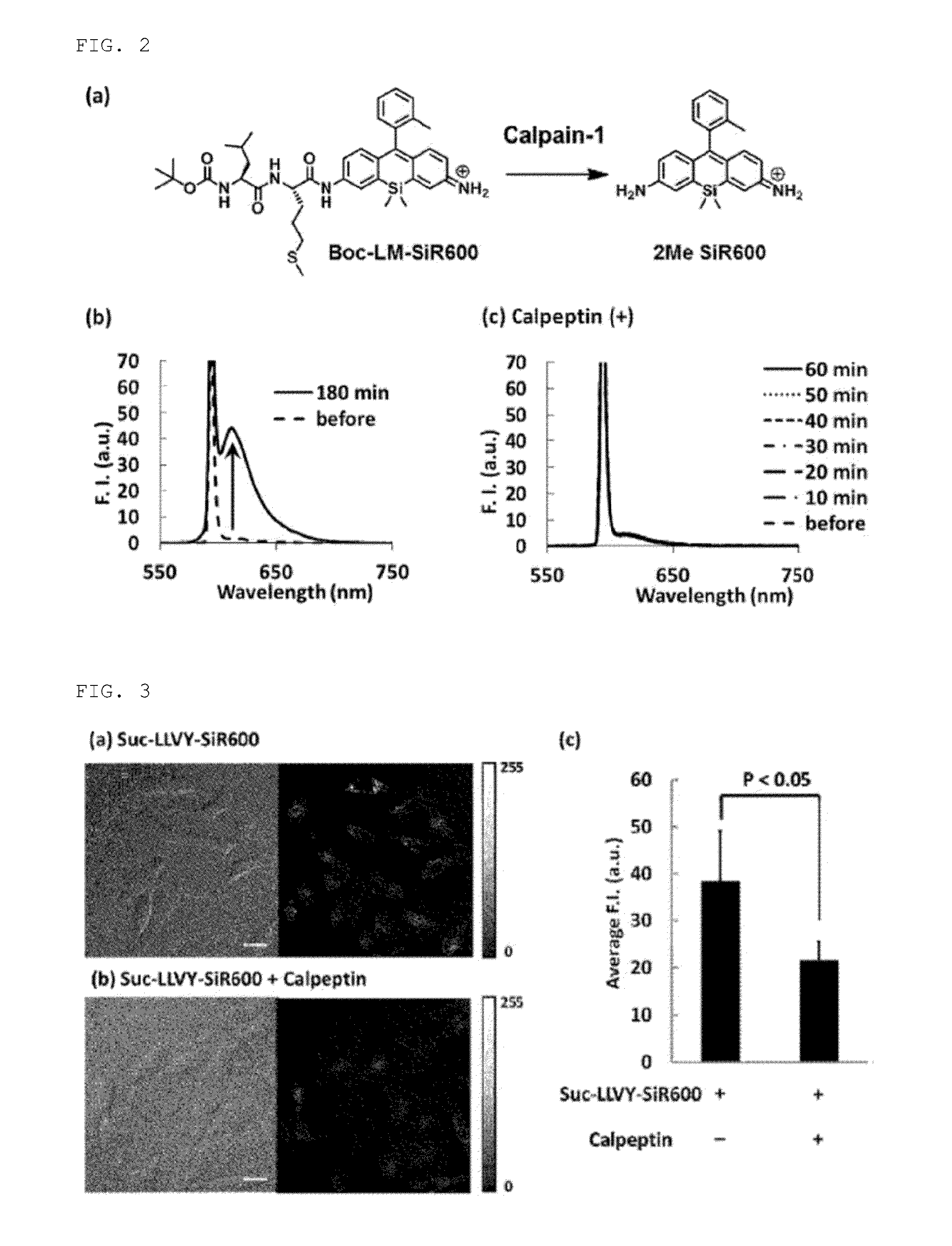 Fluorescent probe for detecting activity of calpain