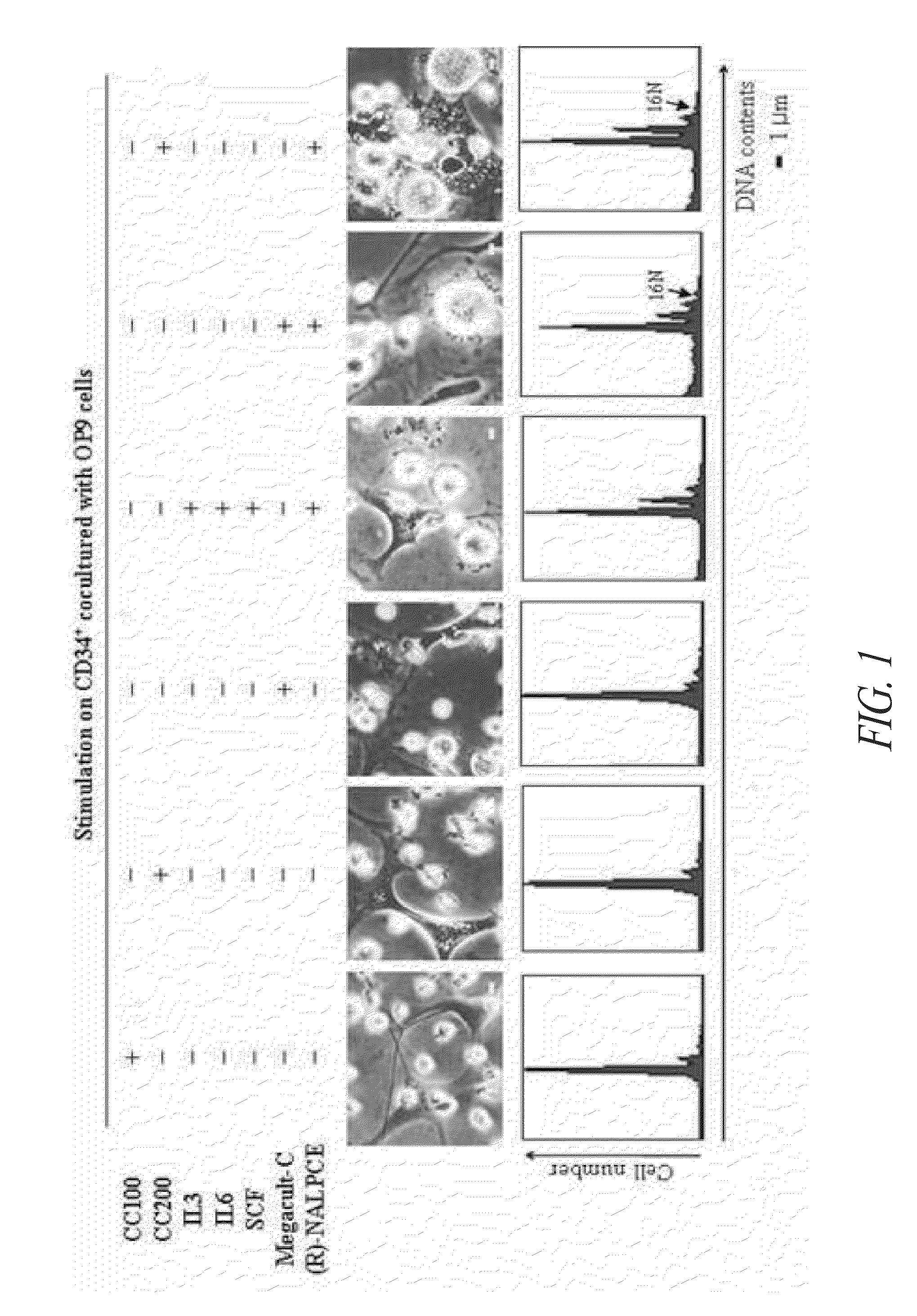 Methods for inducing the differentiation of hematopoietic stem cells into megakaryocytes and platelets, and gene controlling the differentiation