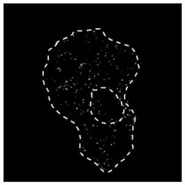 Intra-cellular miRNA quantifying method based on unimolecule fluorescence imaging