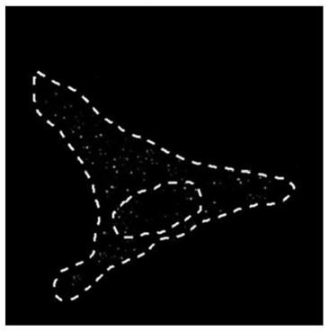 Intra-cellular miRNA quantifying method based on unimolecule fluorescence imaging