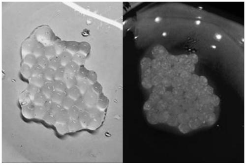 Gel preparation method of fluorescent pigment