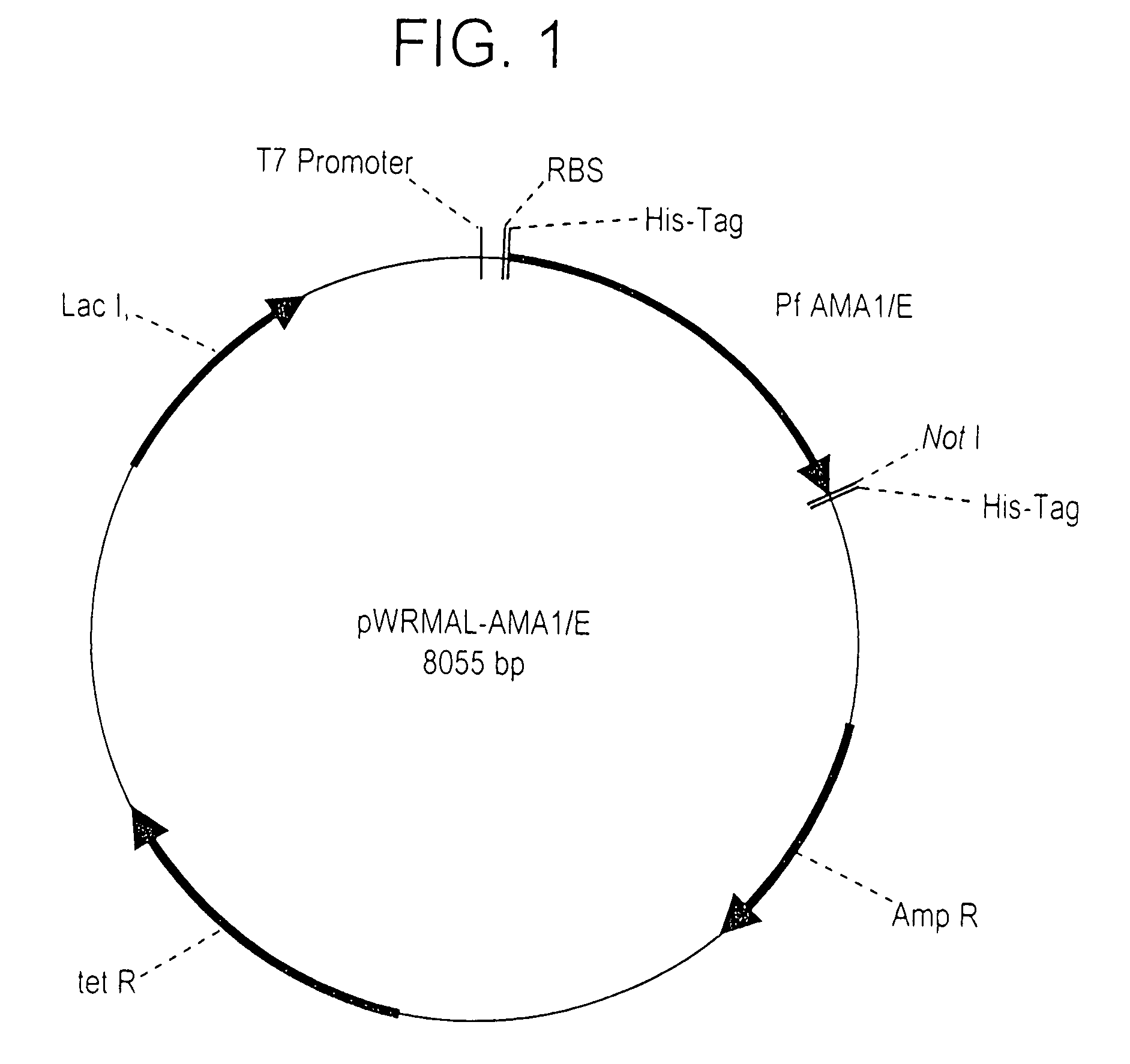 Plasmodium falciparum AMA-1 protein and uses thereof